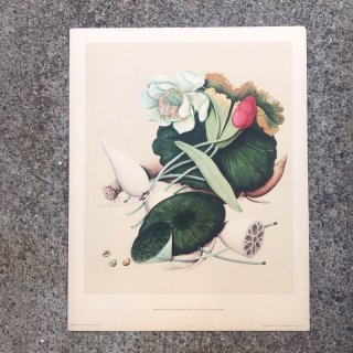 アンティーク洋書 海外古書
