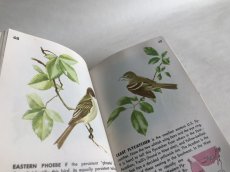画像7: BIRDS イラスト図鑑 (7)