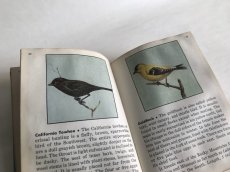 画像7: THE BLUE BOOK OF BIRDS OF AMERICA イラスト図鑑 (7)