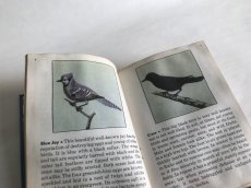 画像6: THE BLUE BOOK OF BIRDS OF AMERICA イラスト図鑑 (6)