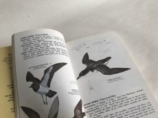 画像5: FAMILIES OF BIRDS イラスト図鑑 (5)