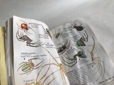 画像6: SPIDERS イラスト図鑑 (6)