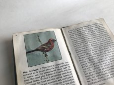 画像8: THE BLUE BOOK OF BIRDS OF AMERICA イラスト図鑑 (8)